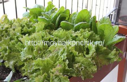 Особенности полива растений в домашнем огороде