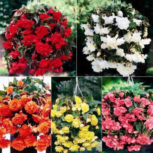 Бутонов на кусту вырастает очень много