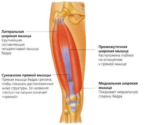 Болит мышца бедра