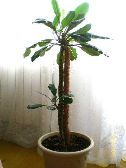 Домашняя пальма: выращивание, уход, фото,