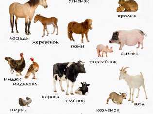 Домашние животные и ваши дети