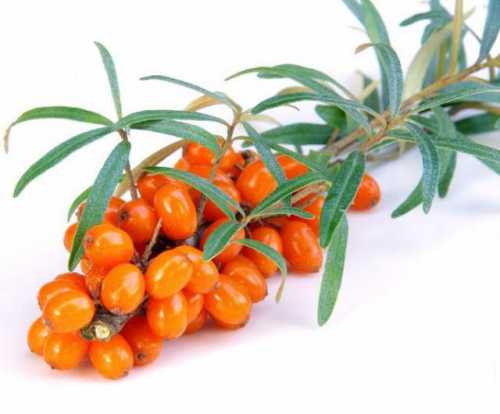 Как хранить облепиху на зиму