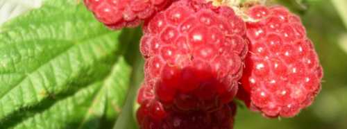 Ягода малина в вашем саду