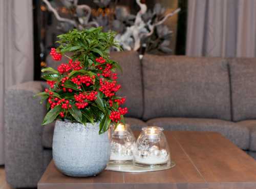 Ардизия Уход и разведение ардизии