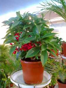 Но зимой, когда она находится в покое, следует держать растение при температуре градусов