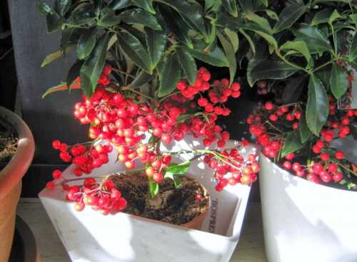 Весной и летом рекомендуется поливать довольно часто, а в зимнее время землю нужно держать в чутьчуть влажноватом состоянии