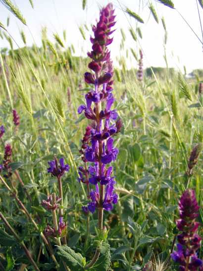 Их заготавливают во время бутонизации, а также на протяжении всего периода цветения и созревания семян до конца октября