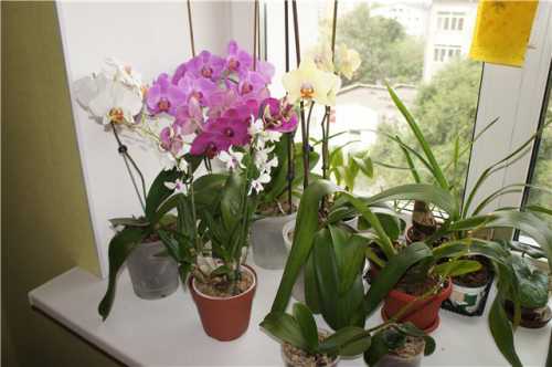5 способов заставить цвести орхидею