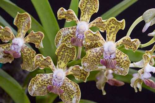 Например, если цветок был только посажен, то первые цветки можно ожидать только через года