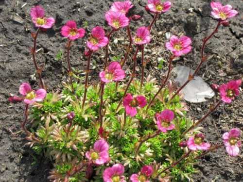 Камнеломка: посадка цветов, технология ухода,