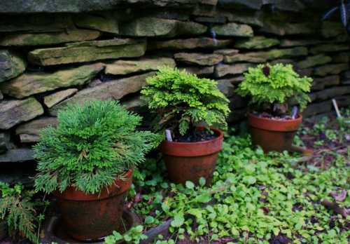 Селагинелла: уход и выращивание селагинеллы
