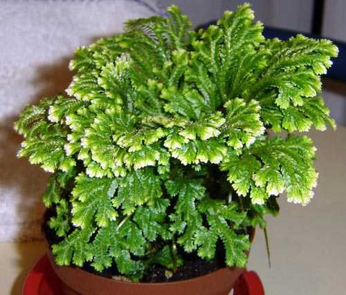 Обладает свойствами натурального освежителя, являясь источником аромата степных трав и пустыни