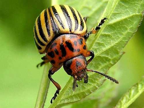 Его продолжительность минут