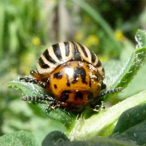 Способы борьбы с колорадским жуком