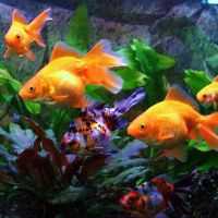 К чему снятся аквариумные рыбки, увидеть