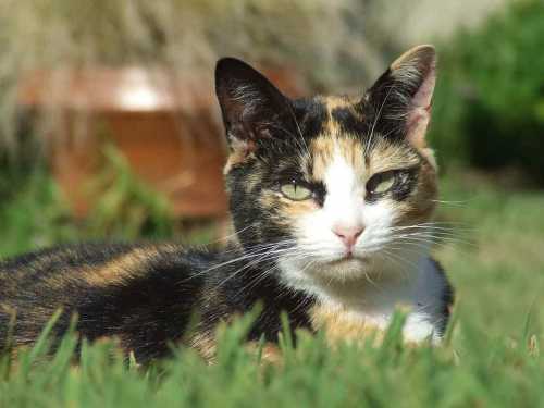 Инкубационный период при любых инвазиях у кошек всегда короче, чем у людей ввиду небольших размеров животного и его