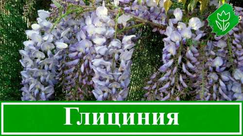 Всходы, выращенные дома начинают цвести после лет