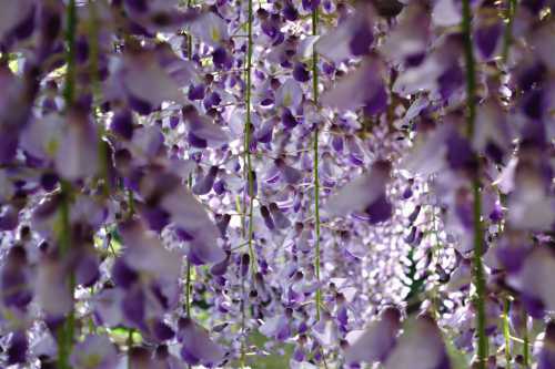 Посадка, уход и выращивание глицинии