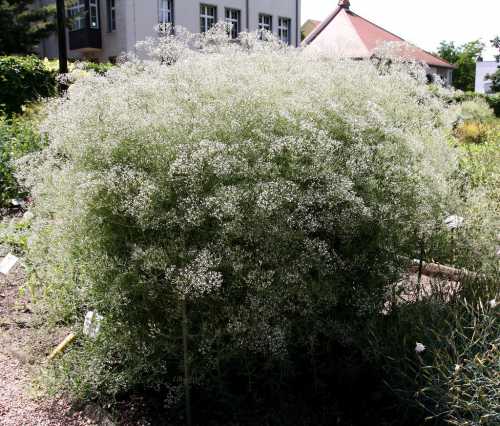 Для прорастания им необходим свет, поэтому семена высевают на поверхность субстрата